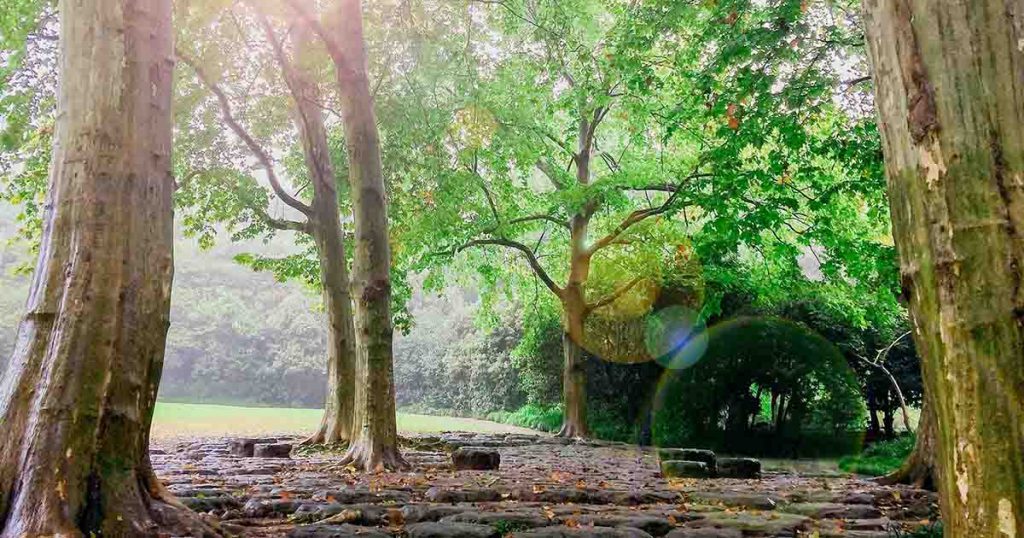 beautiful forest with trees