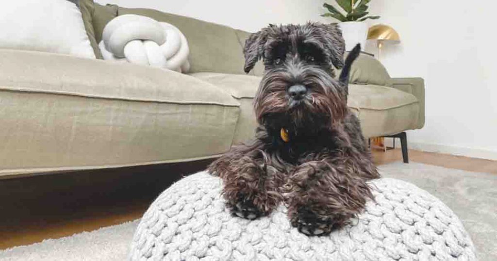 Dog in a living room.