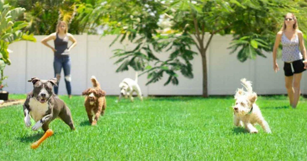 Dogs playing on the grass