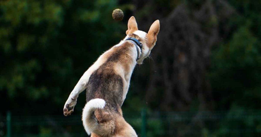 Dog playing fetch