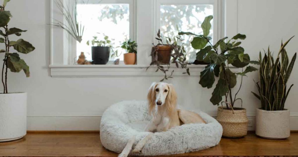 Dog lounging on bed