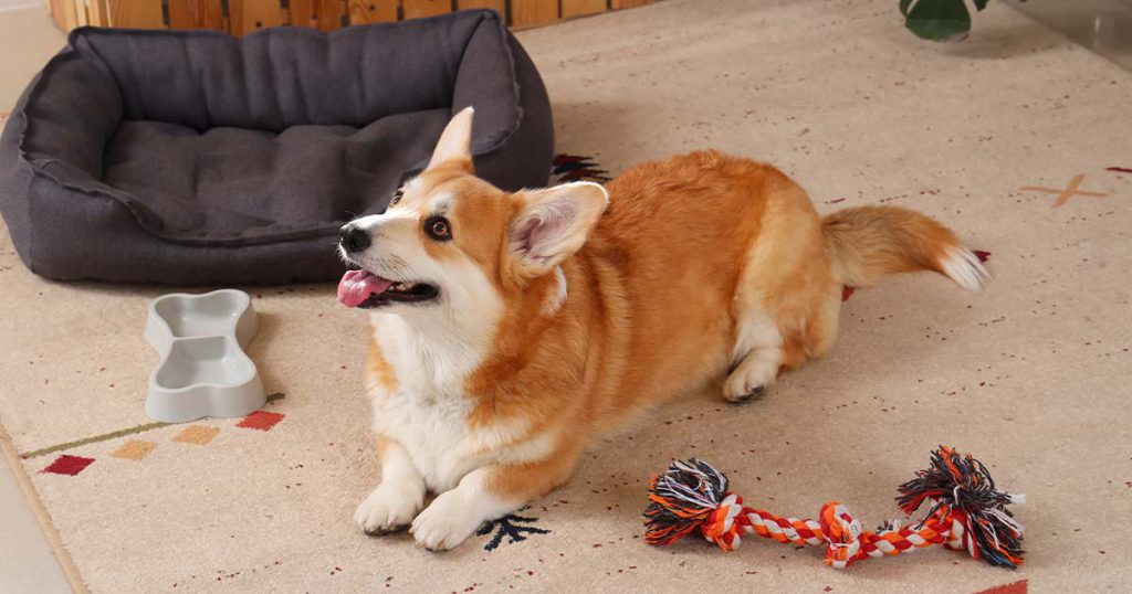 a dog laying on the floor next to toys