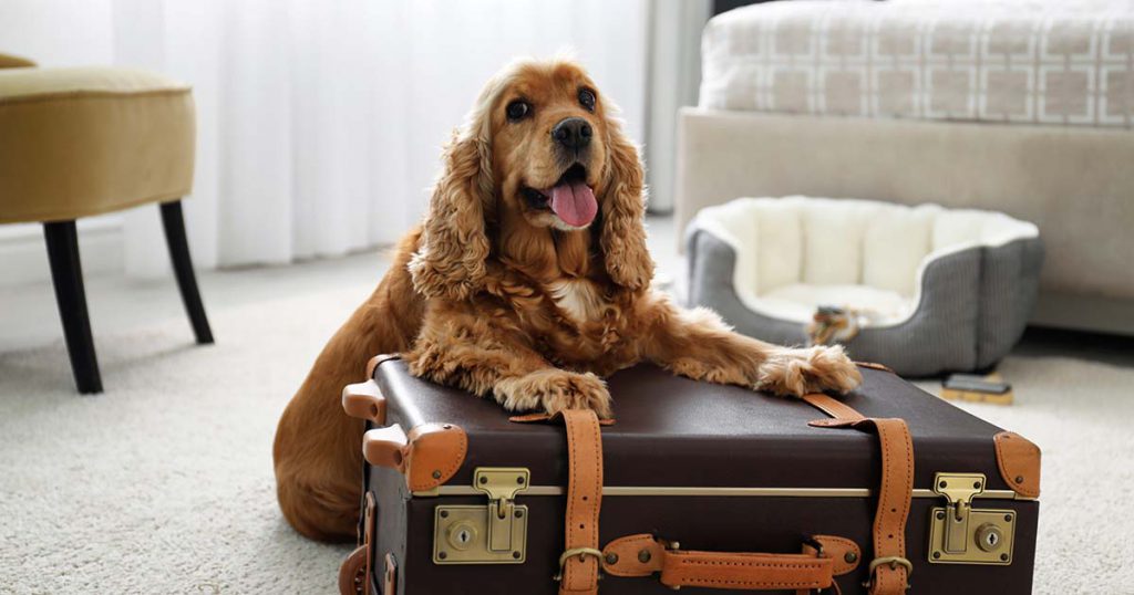 a dog sitting on a suitcase