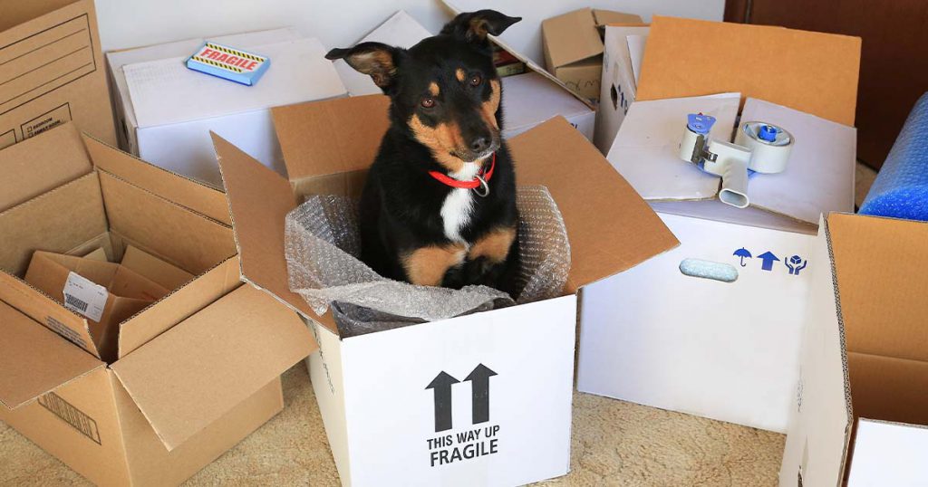 a dog in a moving box