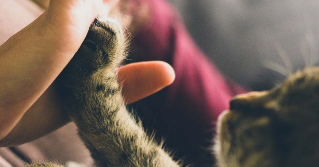 a cat high-fiving a person