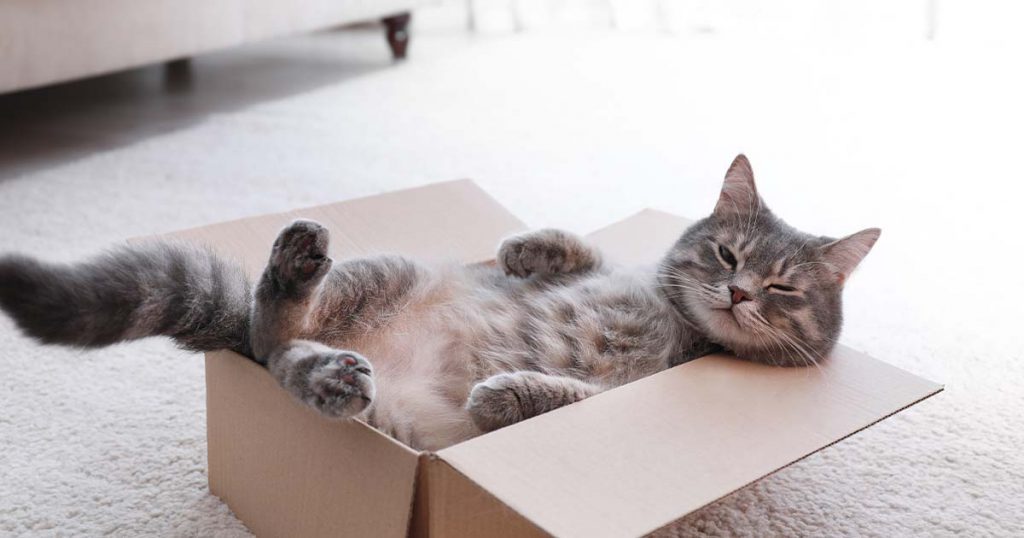 a cat sitting in a box