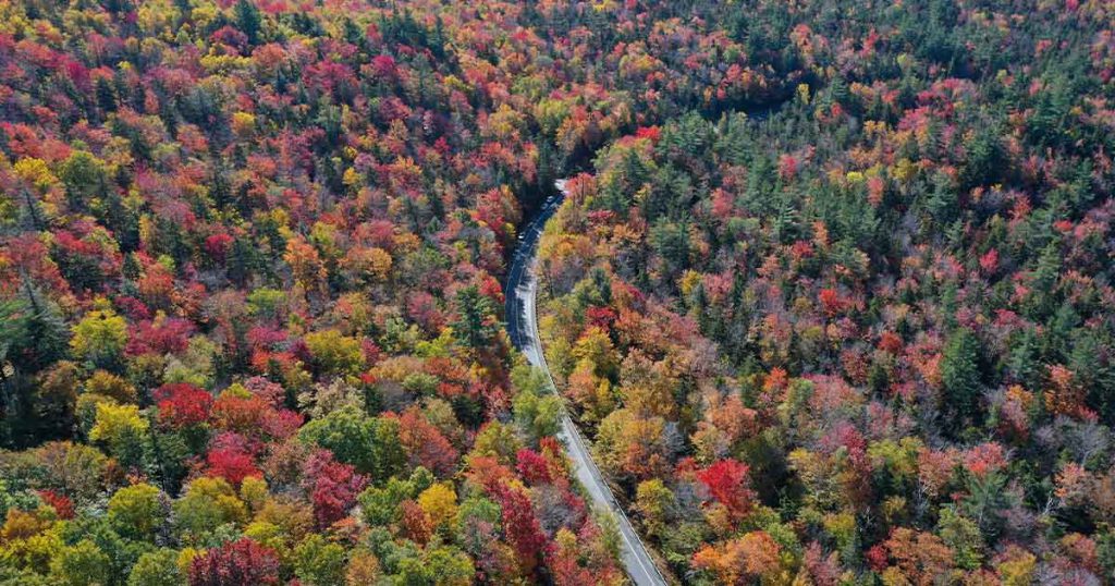 aerial view of the leaves changing