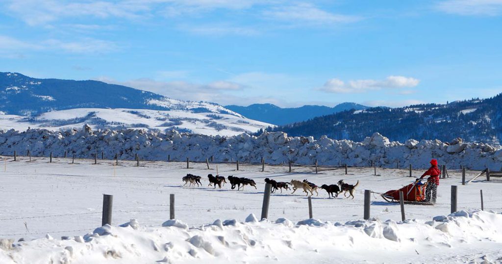 dog sledding in Jackson Hole