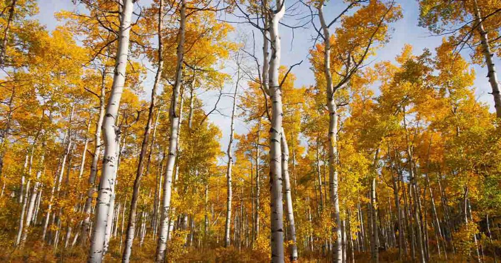 trees with yellow leaves