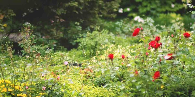 Stone path surrounded by flowers and tall grass