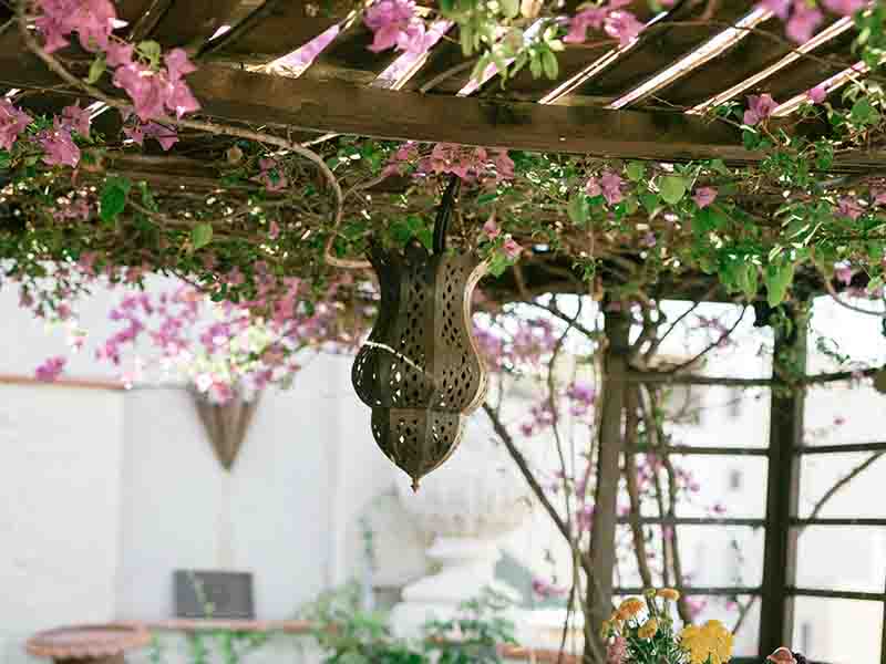 Flowering tree with pink flowers on pergola 