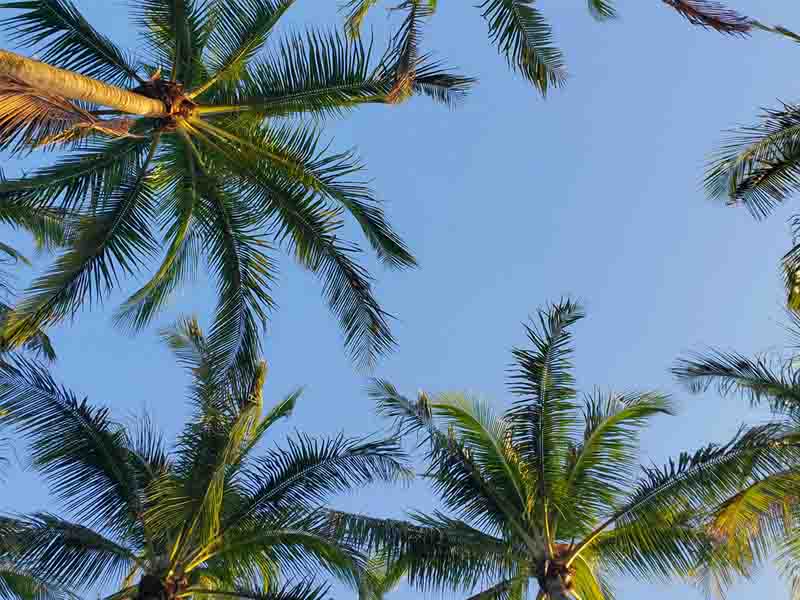 Palm trees against a blue sky