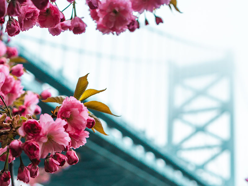 Cherry blossoms next to a bridge in Philadelphia.