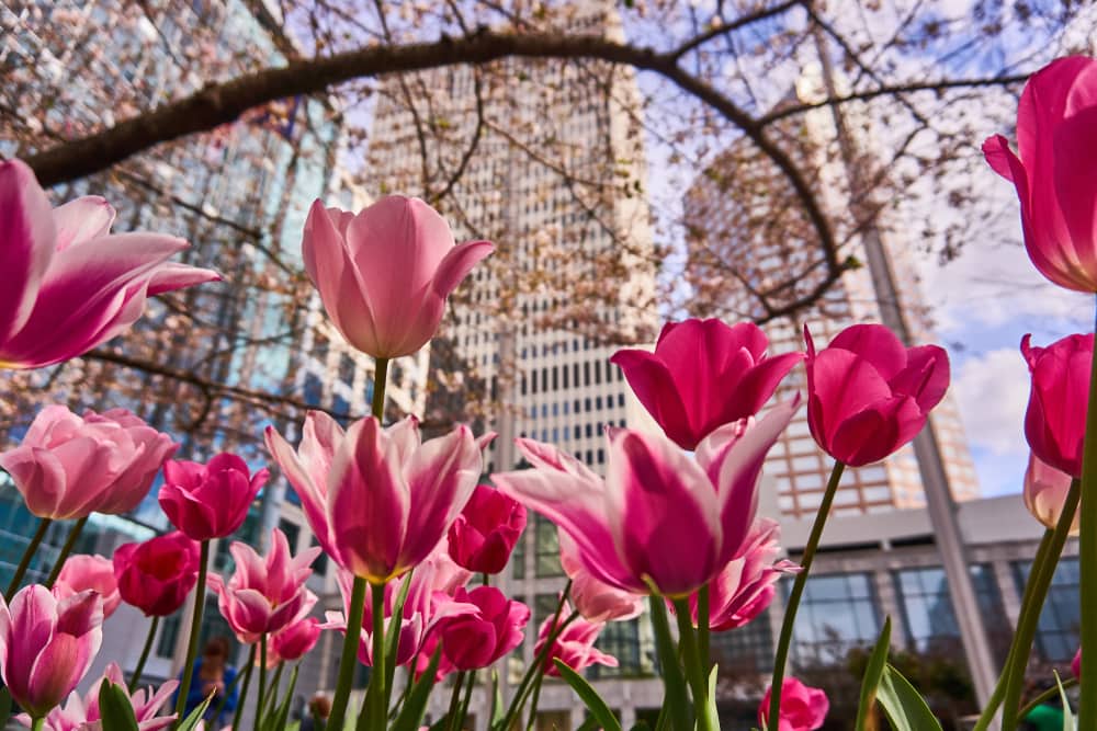 Tulips and Charlotte NC skyline