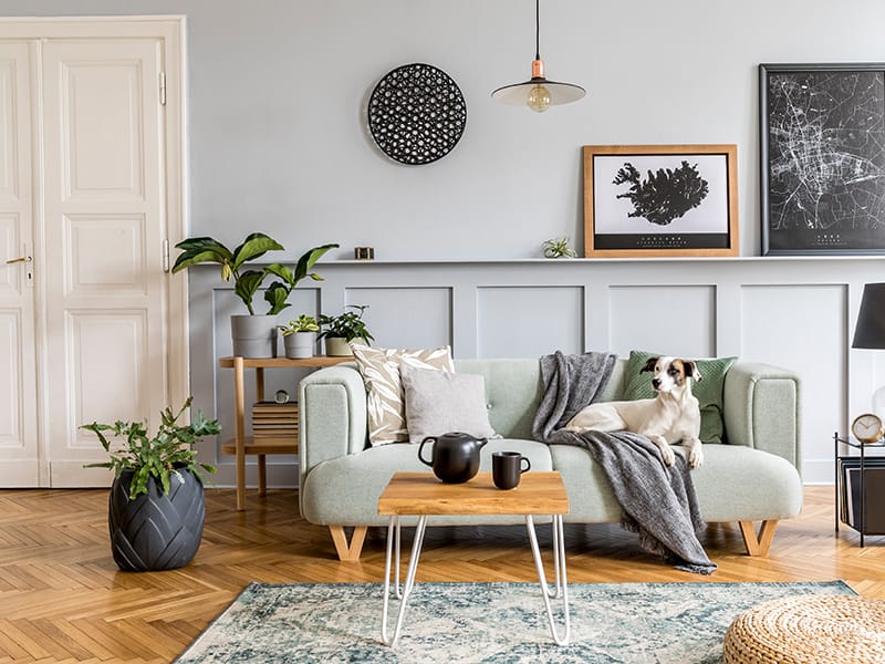 Modern living room with a dog on the couch