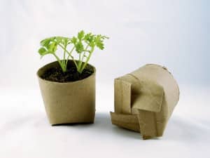 CubeSmartGardening3 Toilet paper tubes with the bottoms folded over and plants inside