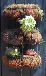 CubeSmartGardening4 Spice racks filled with peat and growing air plants