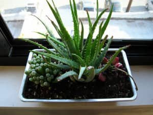 CubeSmartGardening7 Aloe vera growing inside of a bread pan