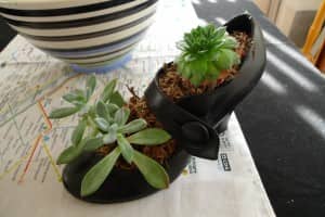 CubeSmartGardening8 Two succulents growing in a high heeled shoe