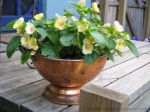 CubeSmartGardening9 A colander with flowers growing inside
