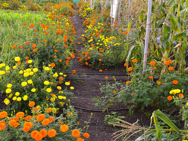 pathway amidst wild flowers