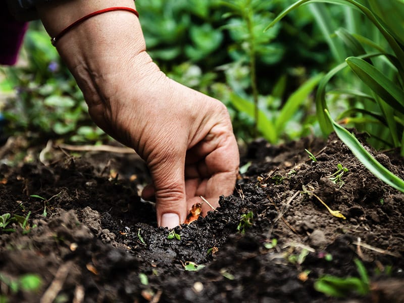 hand planting seeds