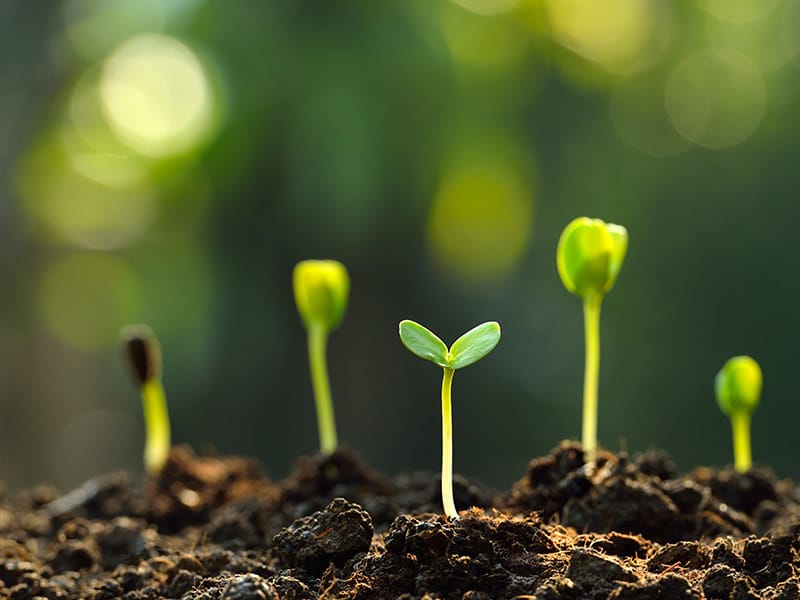 seedlings popping through soil