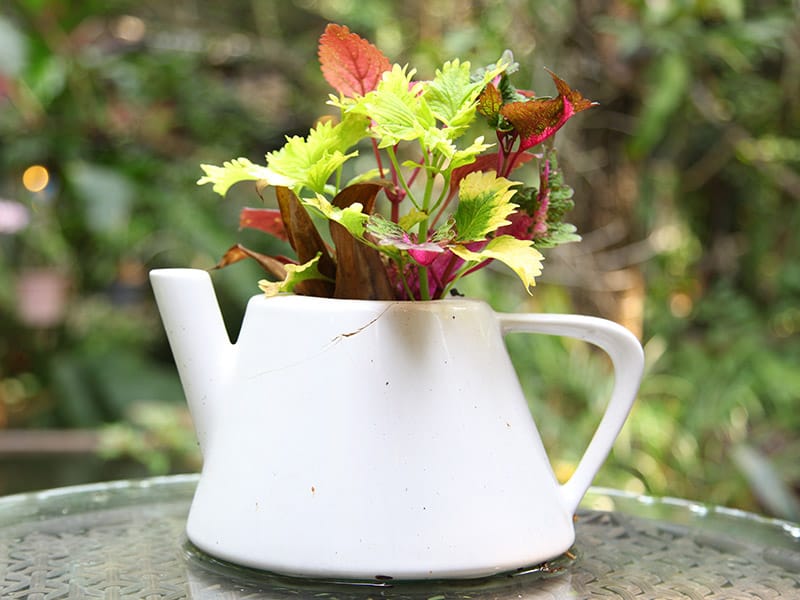 teapot with plant in garden