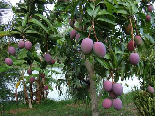 Mango tree in Miami, Florida